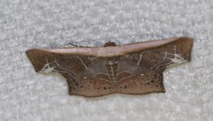 Tessarotis rubrata
