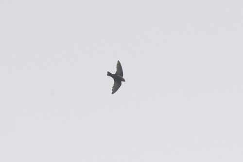 Dusky Crag Martin (Ptyonoprogne concolor), photo 5