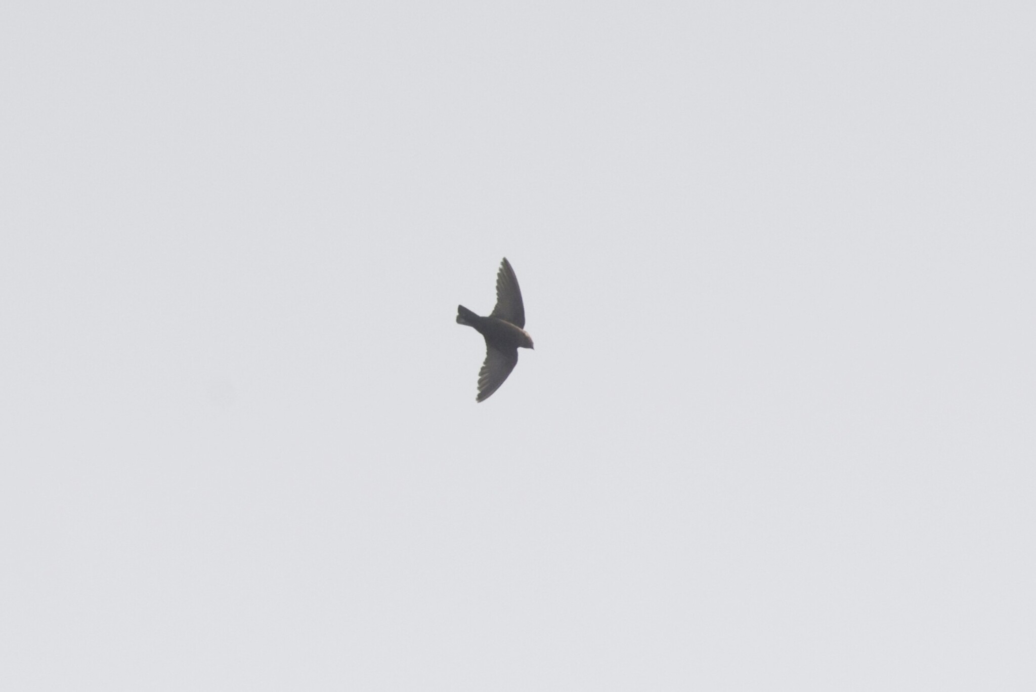 Dusky Crag Martin (Ptyonoprogne concolor), photo 8