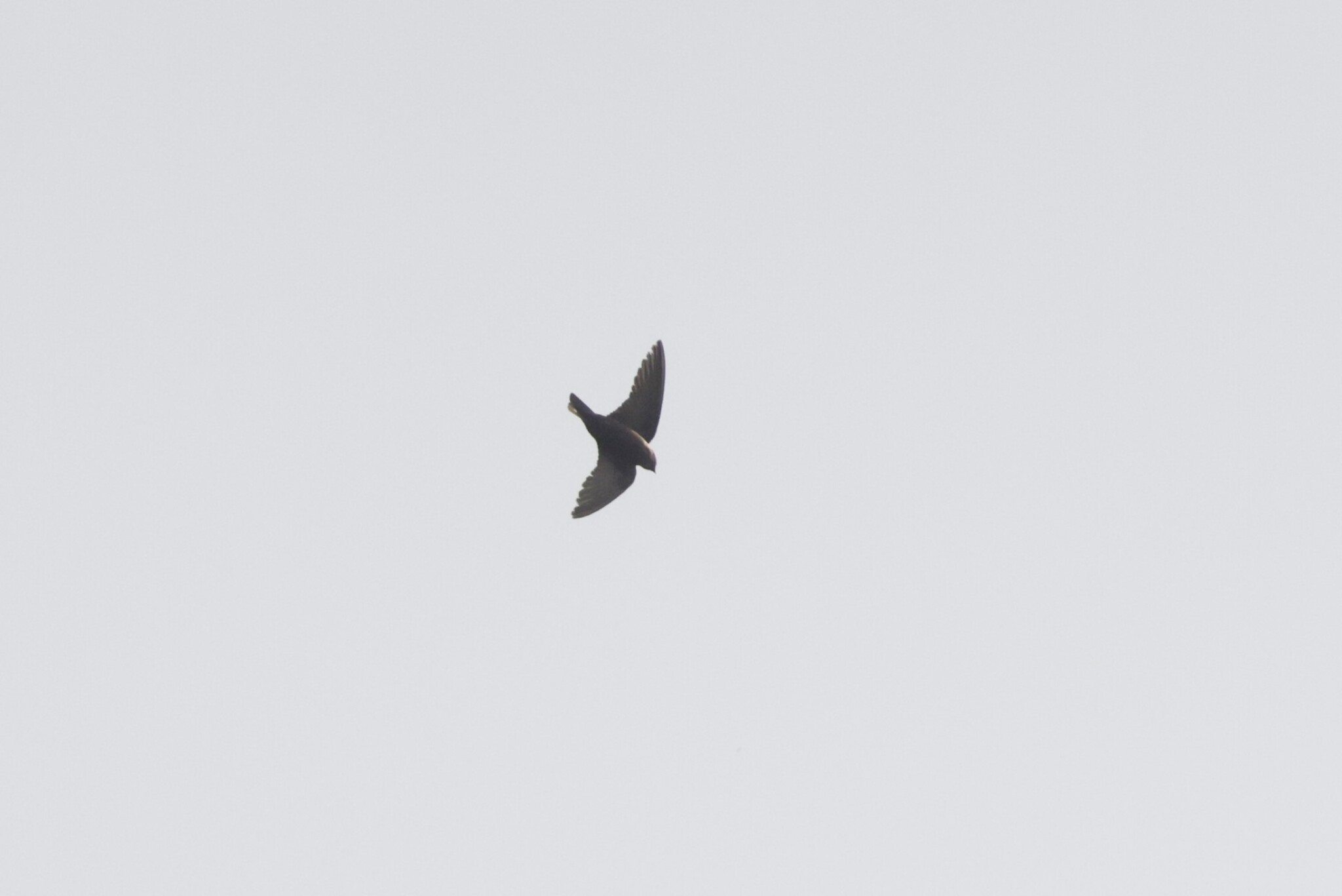 Dusky Crag Martin (Ptyonoprogne concolor), photo 9