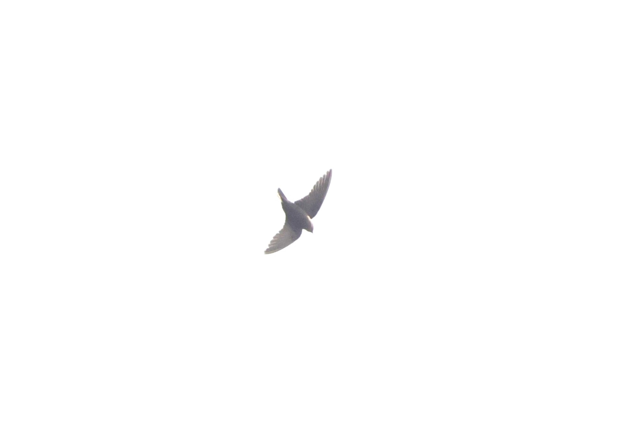 Dusky Crag Martin (Ptyonoprogne concolor), photo 10