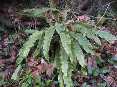 Asplenium scolopendrium