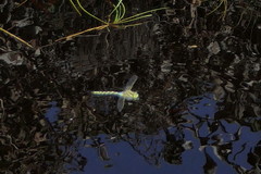 Zosteraeschna minuscula