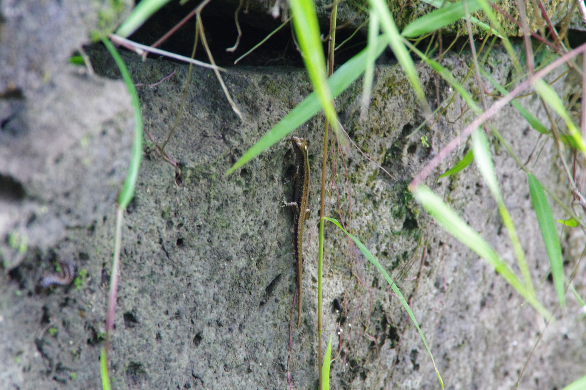 Brongersma's Lipinia, Ornithuroscincus venemai