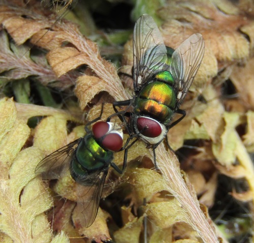 Hairy Maggot Blow Fly photo 3