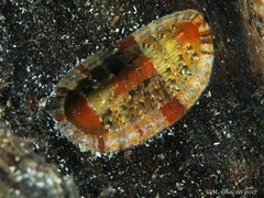 Rhyssoplax olivacea