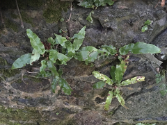 Asplenium scolopendrium