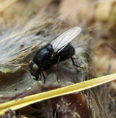 Australophyra rostrata