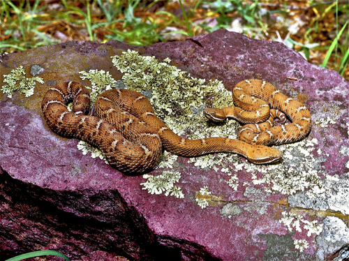 Arizona Ridgenose Rattlesnake photographed in Arizona