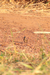 Spermestes cucullata