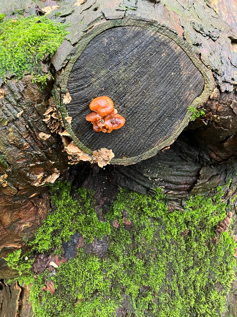 Flammulina · February 2026 · photo: © adam24061 (iNaturalist, cc-by)
