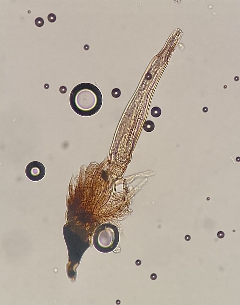 Teratomyces
