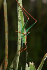 Jimenezia elegans