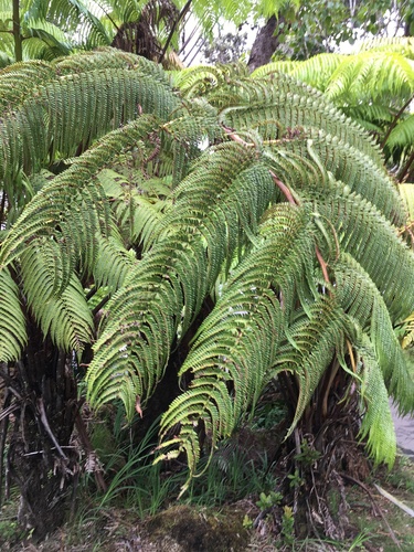 hāpu‘u pulu (Cibotium glaucum)