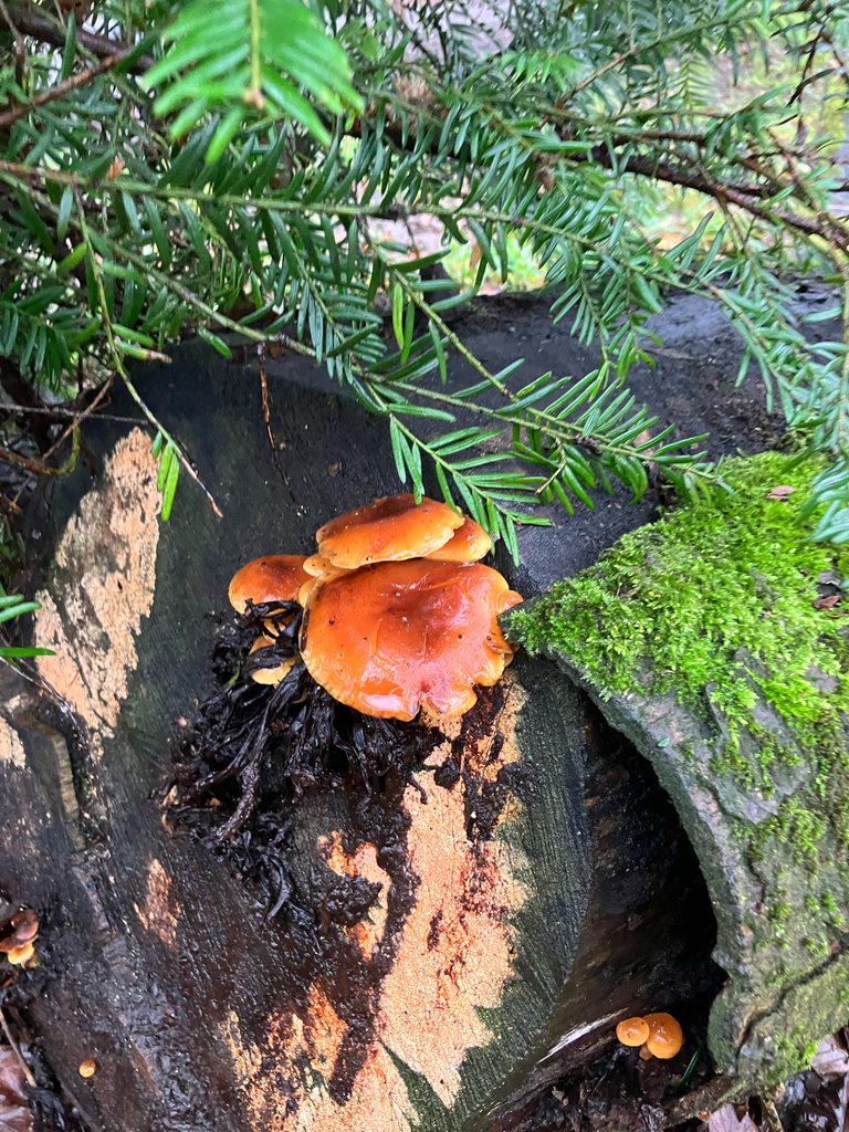Flammulina · February 2026 · photo: © adam24061 (iNaturalist, cc-by)