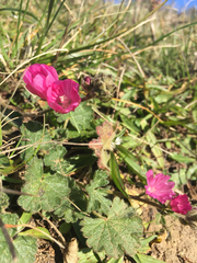 Sidalcea malviflora malviflora
