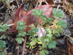 Alchemilla procumbens