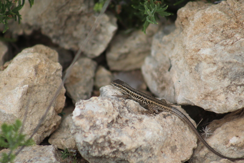 Western Snake-eyed Lizard