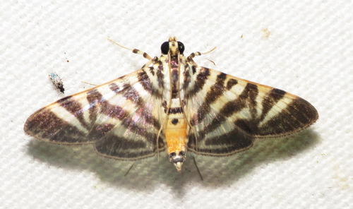 Spilomela discordens