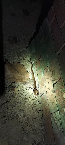Andaman Wolf Snake