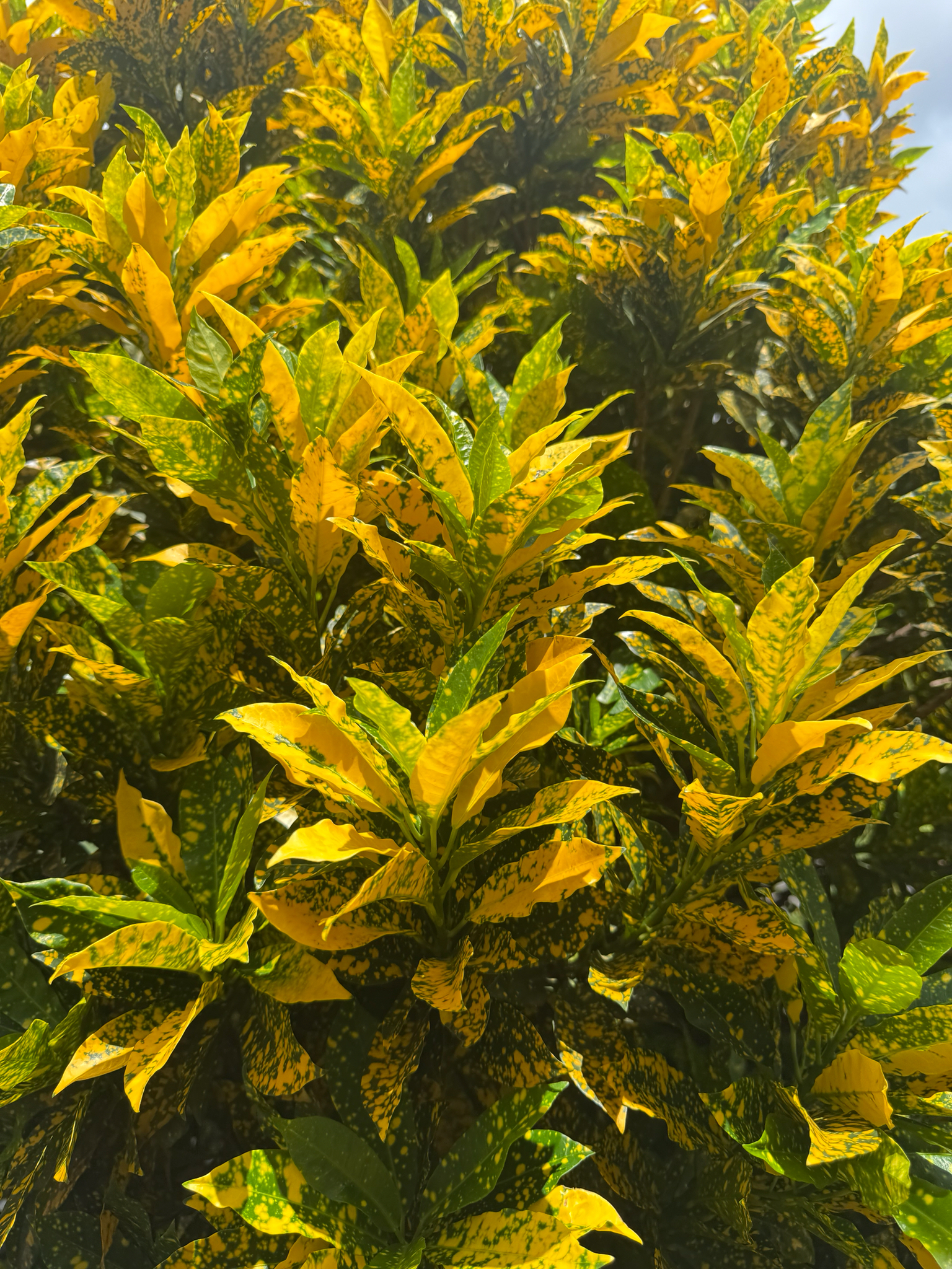 Codiaeum variegatum