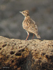 Galerida modesta