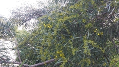 Phyllodineae
