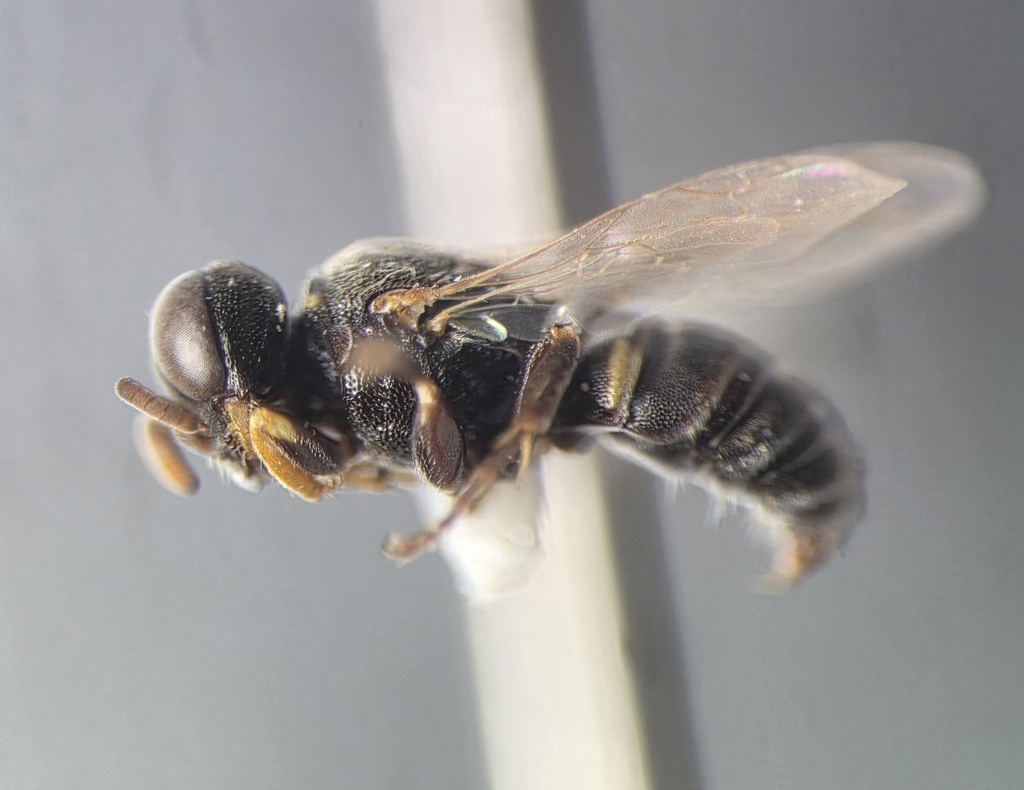 Oxybelus decorosus