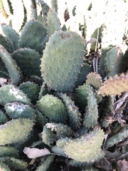 Opuntia basilaris treleasei