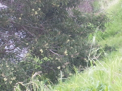 Phyllodineae