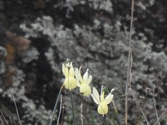 Narcissus triandrus pallidulus