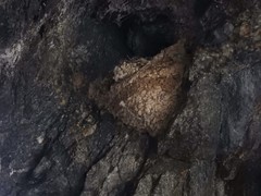 Ptyonoprogne rupestris