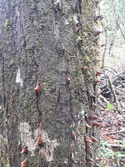 Pochota fendleri
