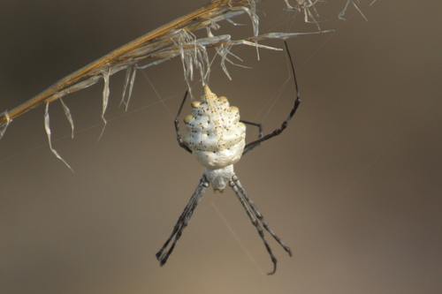 Lobed Argiope