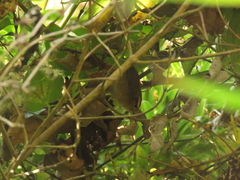 Troglodytes solstitialis