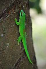 Phelsuma grandis