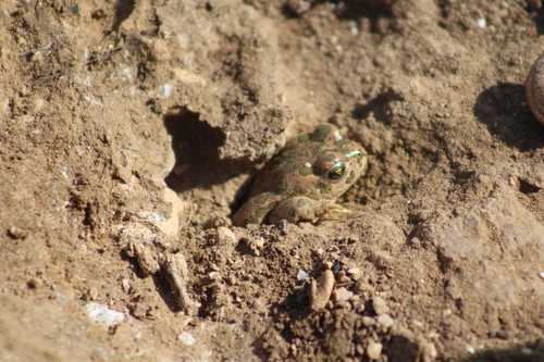 African Green Toad