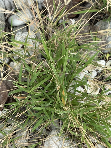 Lepturus repens observed 2026-01-23