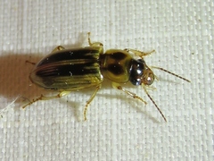 Stenolophus binotatus