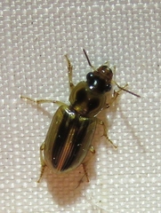 Stenolophus binotatus