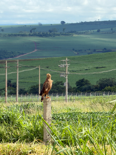 Savanna Hawk