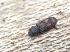 Bitoma quadriguttata