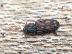 Bitoma quadriguttata