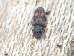 Bitoma quadriguttata