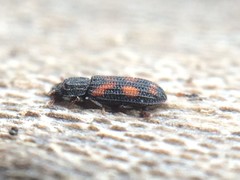 Bitoma quadriguttata