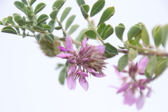 Indigofera superba