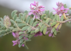 Indigofera superba