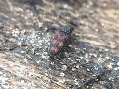 Bitoma quadriguttata