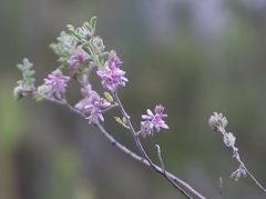 Indigofera superba