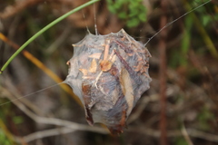 Palystes superciliosus